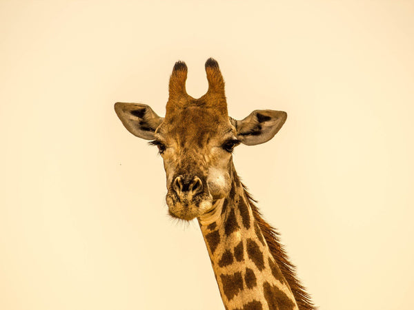 For the Love of Animals- PETA Compassionate Business Award - Good Clean Love