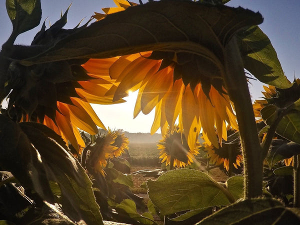 Recalling Kindness - Good Clean Love