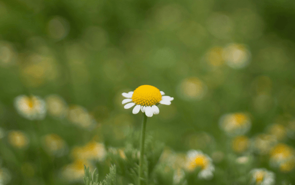 How To Celebrate the Spring Equinox - Good Clean Love