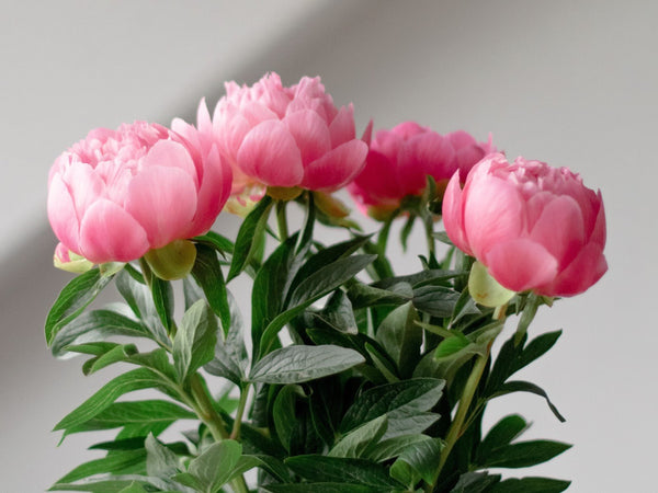 The Healing Power of the Peony - Good Clean Love