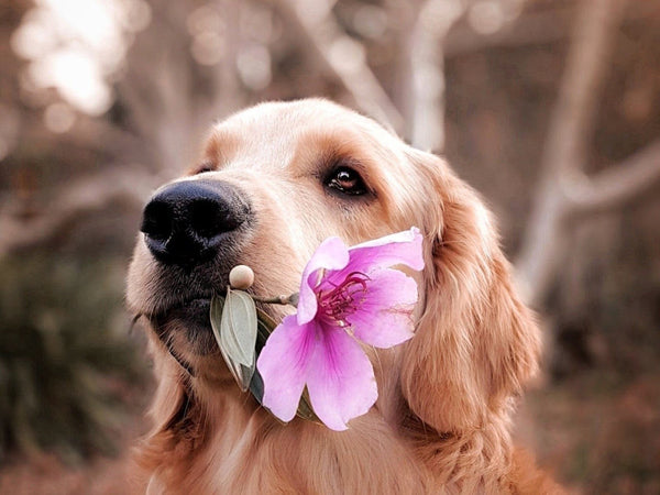 The Power of Love Missions - Good Clean Love