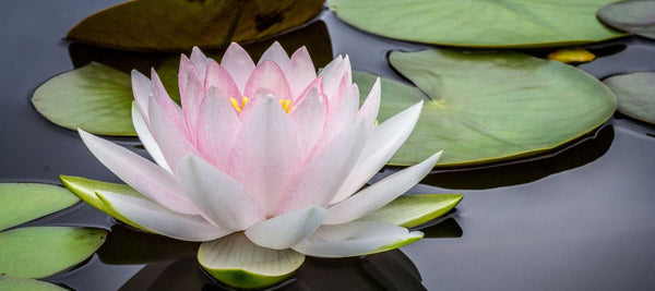 Finding Gratitude in India - Good Clean Love