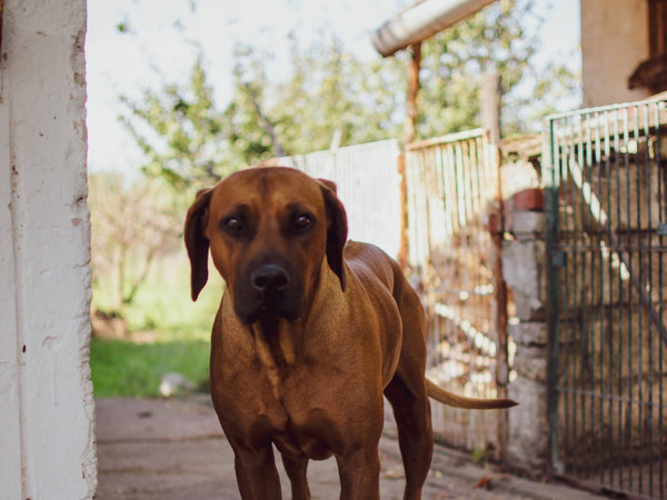 Saying Goodbye to Coco - Good Clean Love